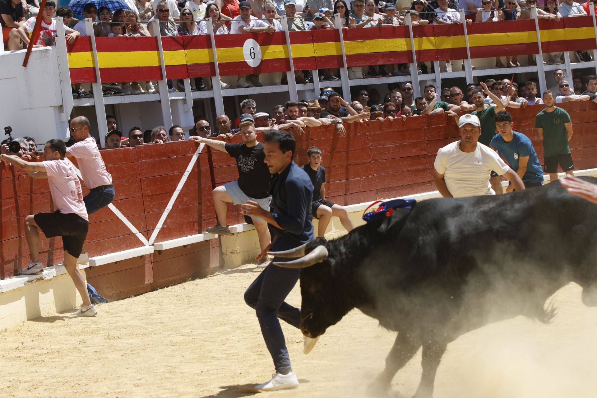 El Congreso Nacional de Toro de Cajón de Medina, en imágenes