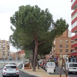 El árbol