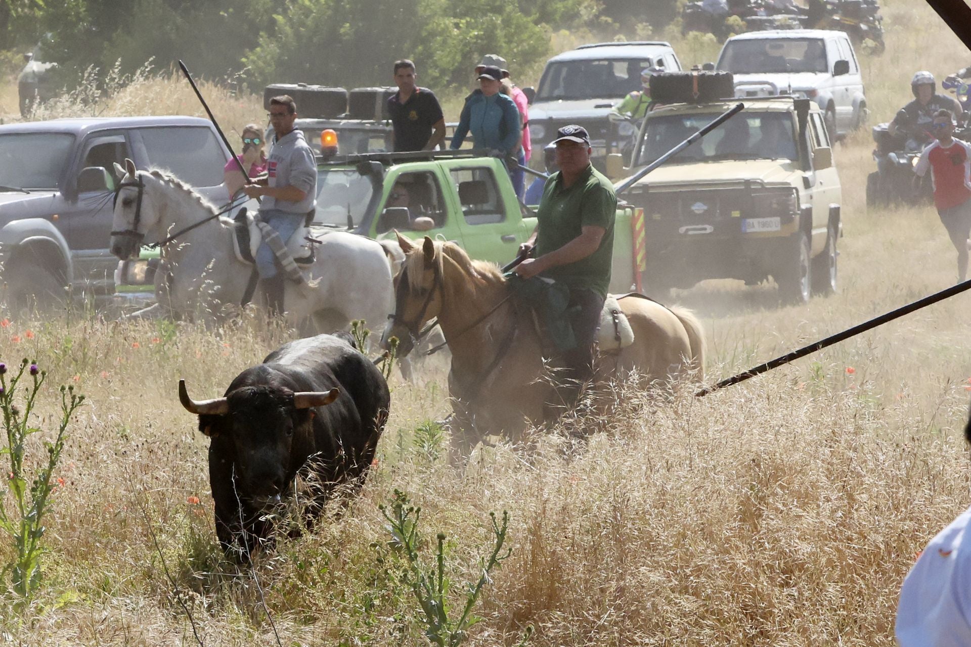 Las imágenes del regreso del encierro campero de Villanueva
