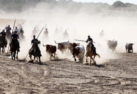 Las imágenes del regreso del encierro campero de Villanueva