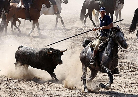 Uno de los caballistas, garrocha en mano, conduce a un toro durante el recorrido por el campo.