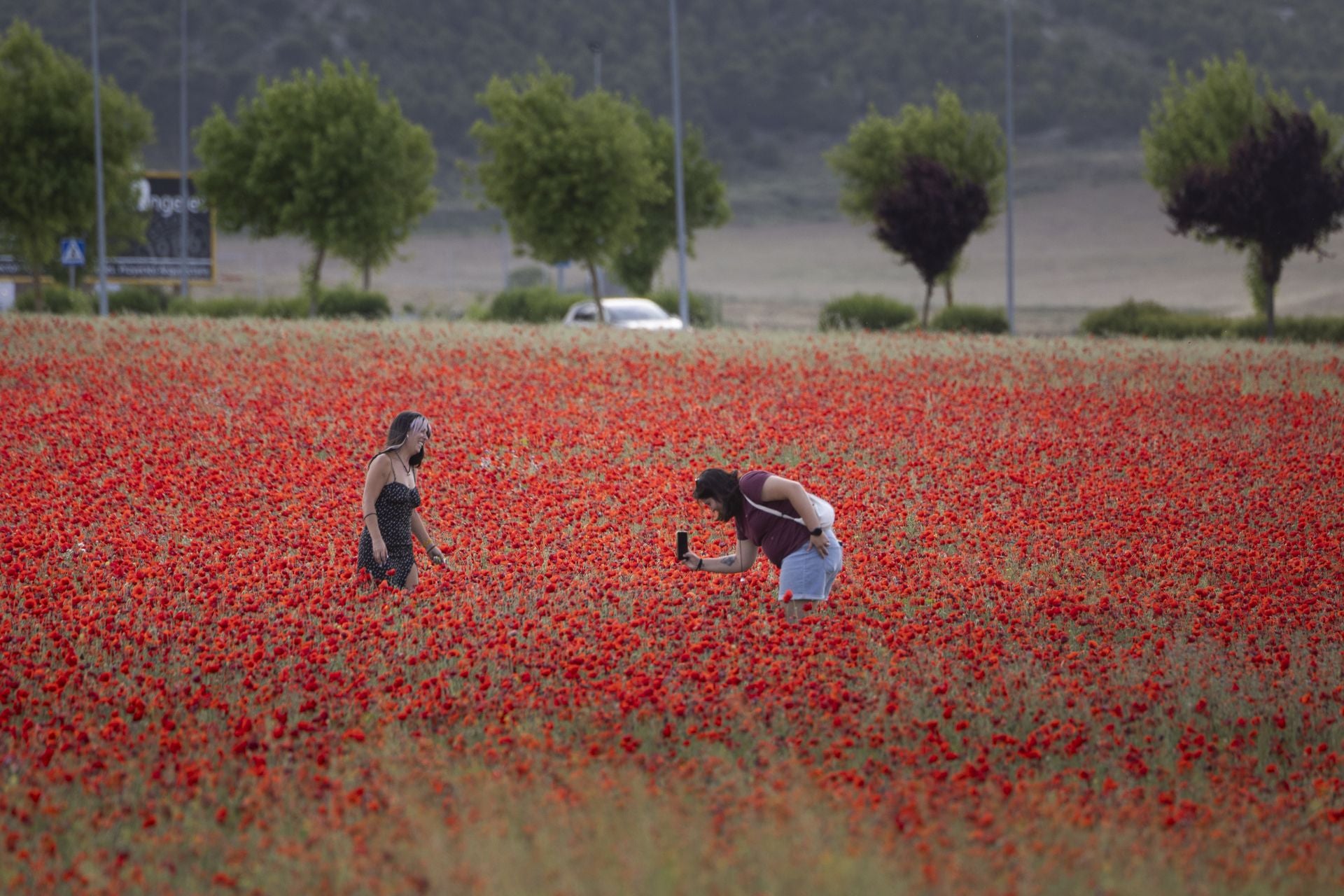 Los campos de amapolas a los que acuden cientos de personas a fotografiarse