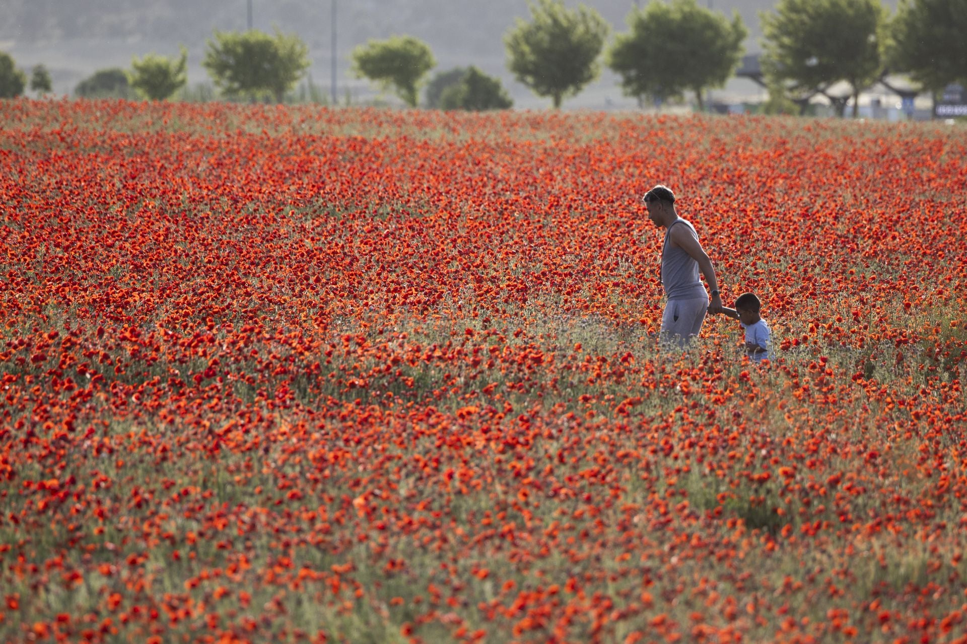 Los campos de amapolas a los que acuden cientos de personas a fotografiarse