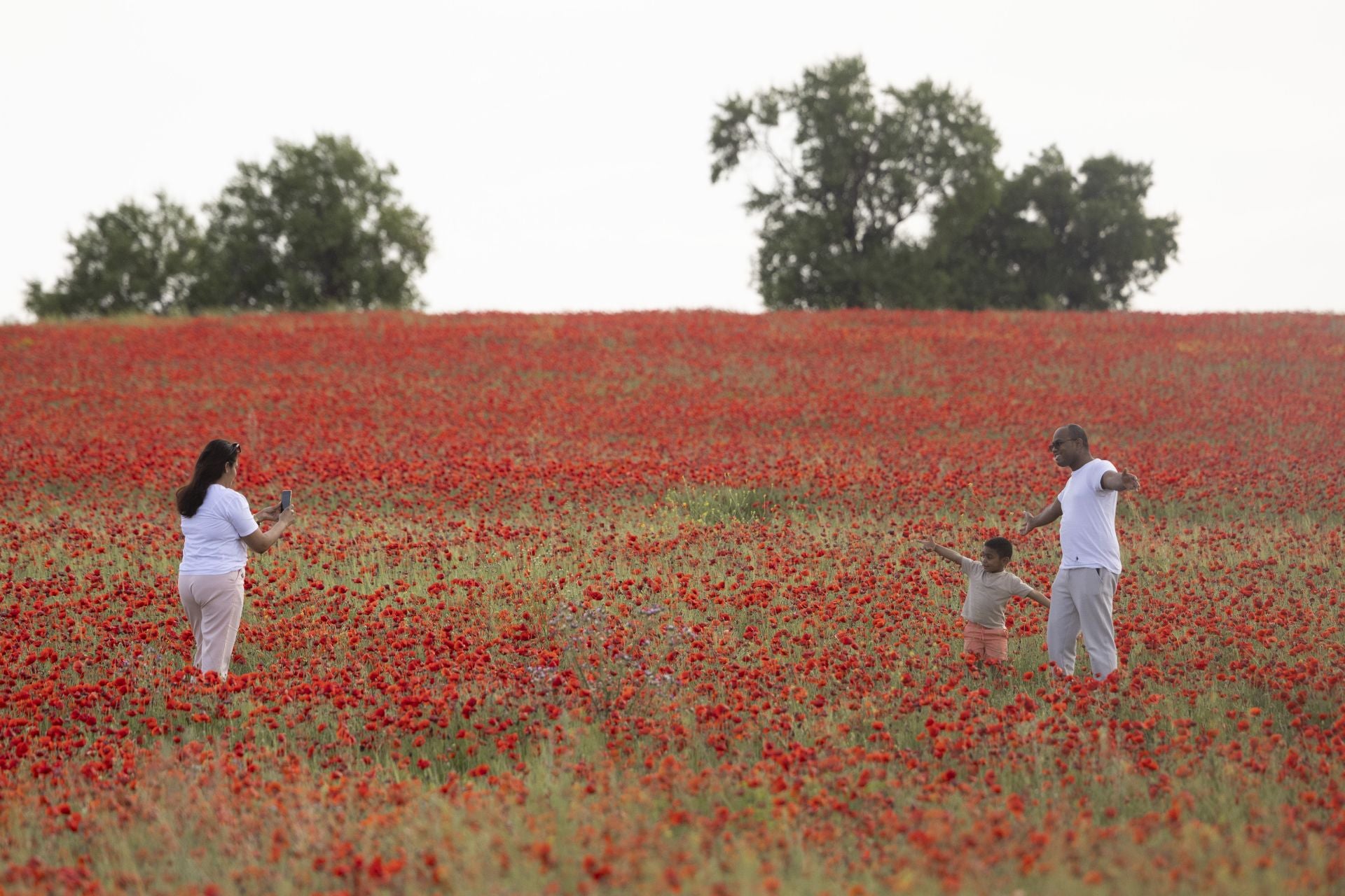 Los campos de amapolas a los que acuden cientos de personas a fotografiarse