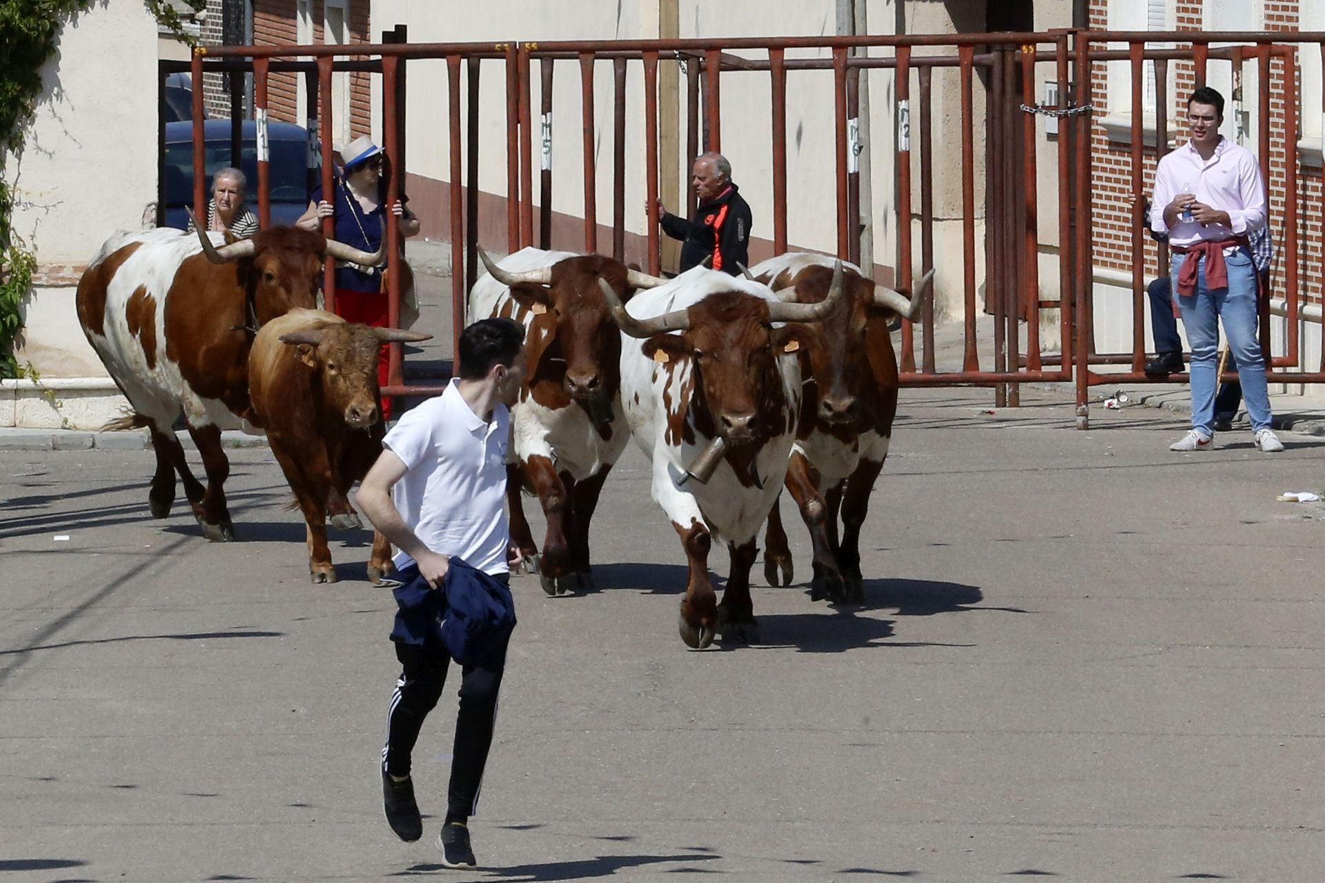 Las imágenes del regreso del encierro campero de Villanueva