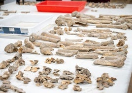 Alumnos de cuatro países analizan 20.000 fragmentos óseos de la segunda cripta de la Catedral de Palencia