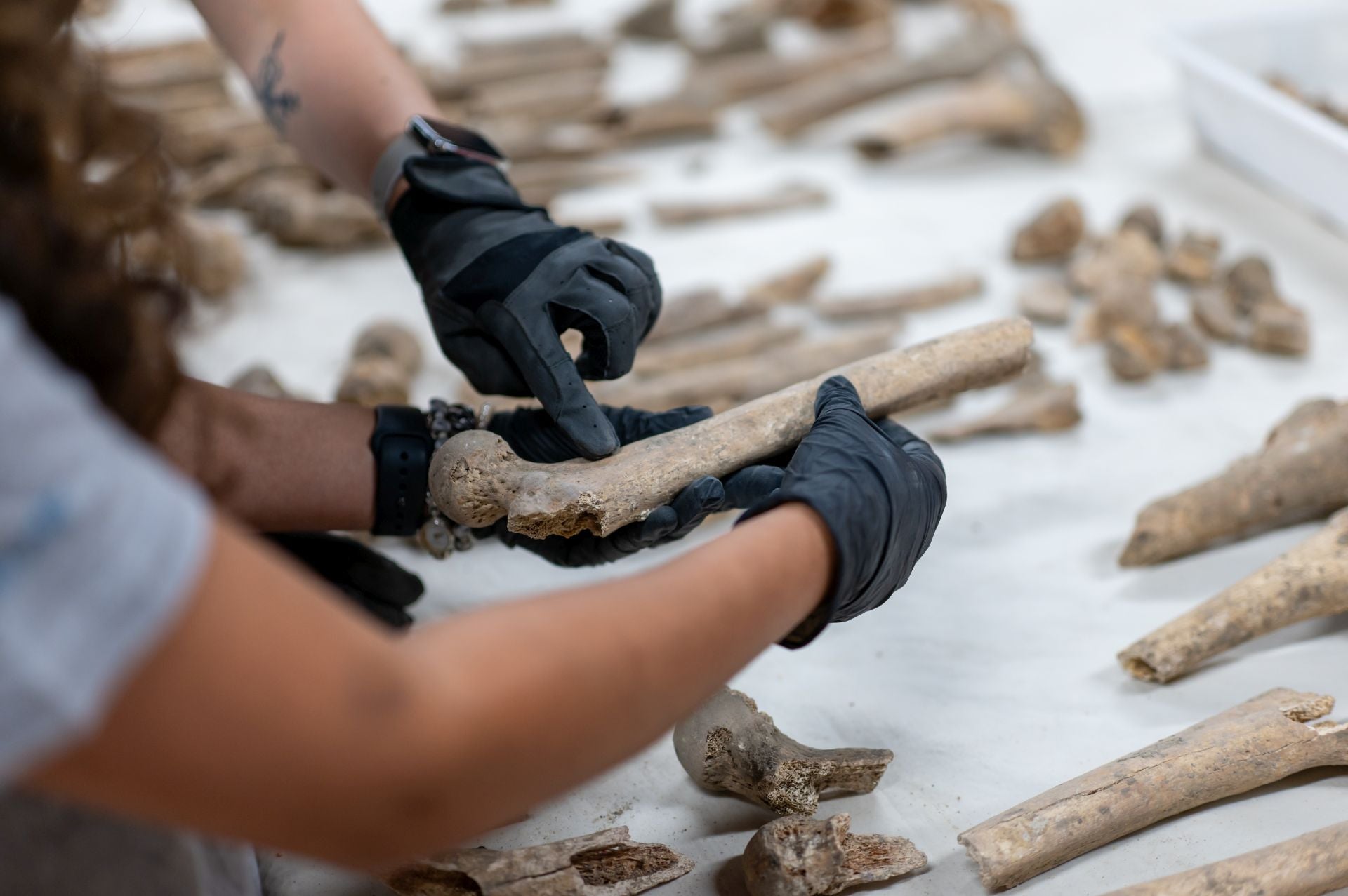 Así se analizan los huesos de la Catedral de Palencia