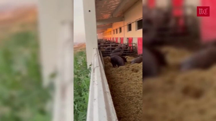 Las llamas devoran una granja ganadera en Valladolid