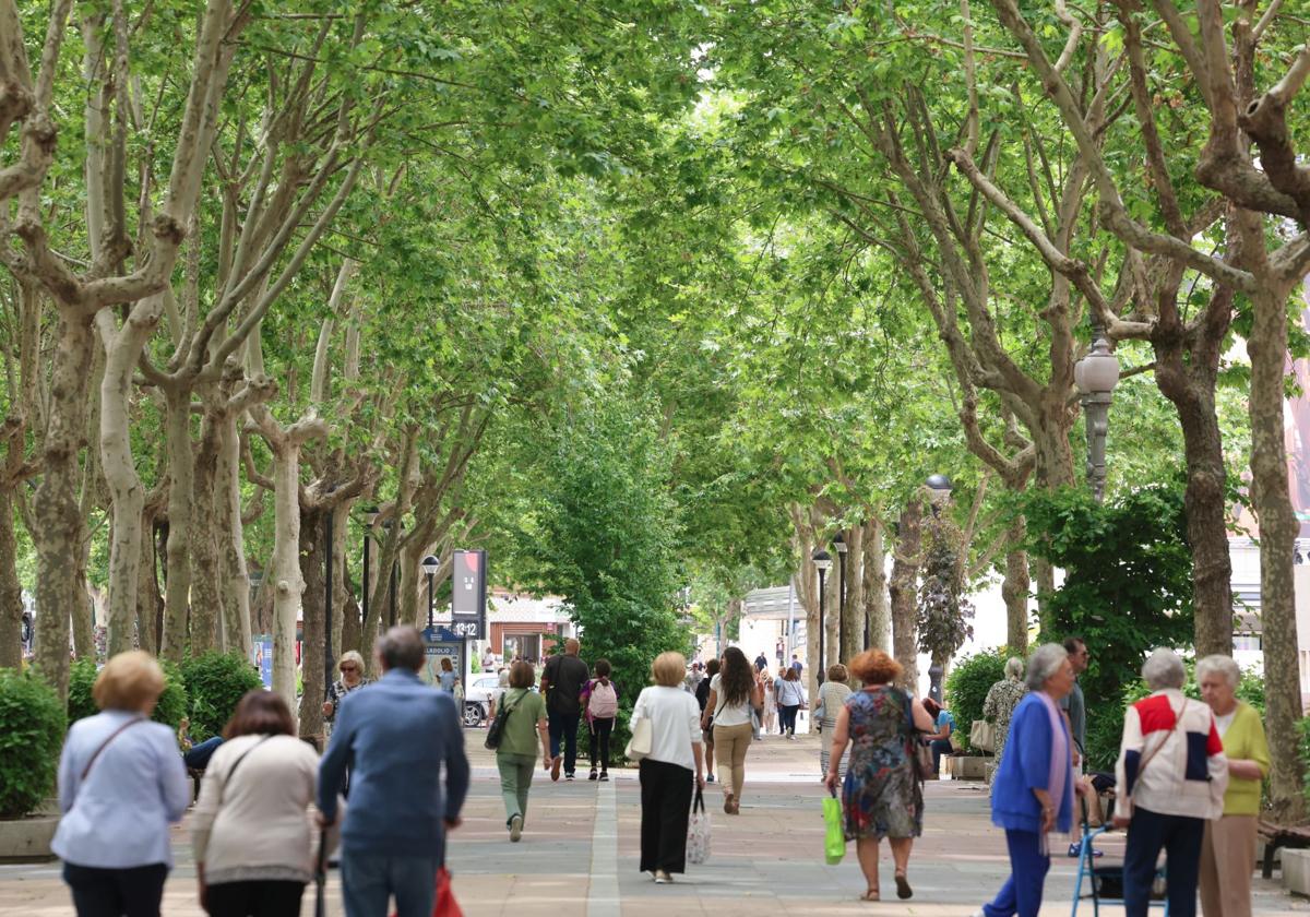 Casi la mitad de los árboles de Valladolid son especies que disparan las alergias: cuáles son y dónde están