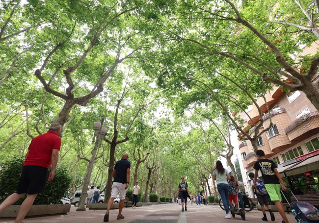 Plátanos de sombra en el Paseo de Zorrilla.