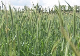 Campo de cereal.