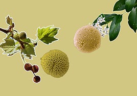 Plátanos de sombra en el Paseo de Zorrilla.