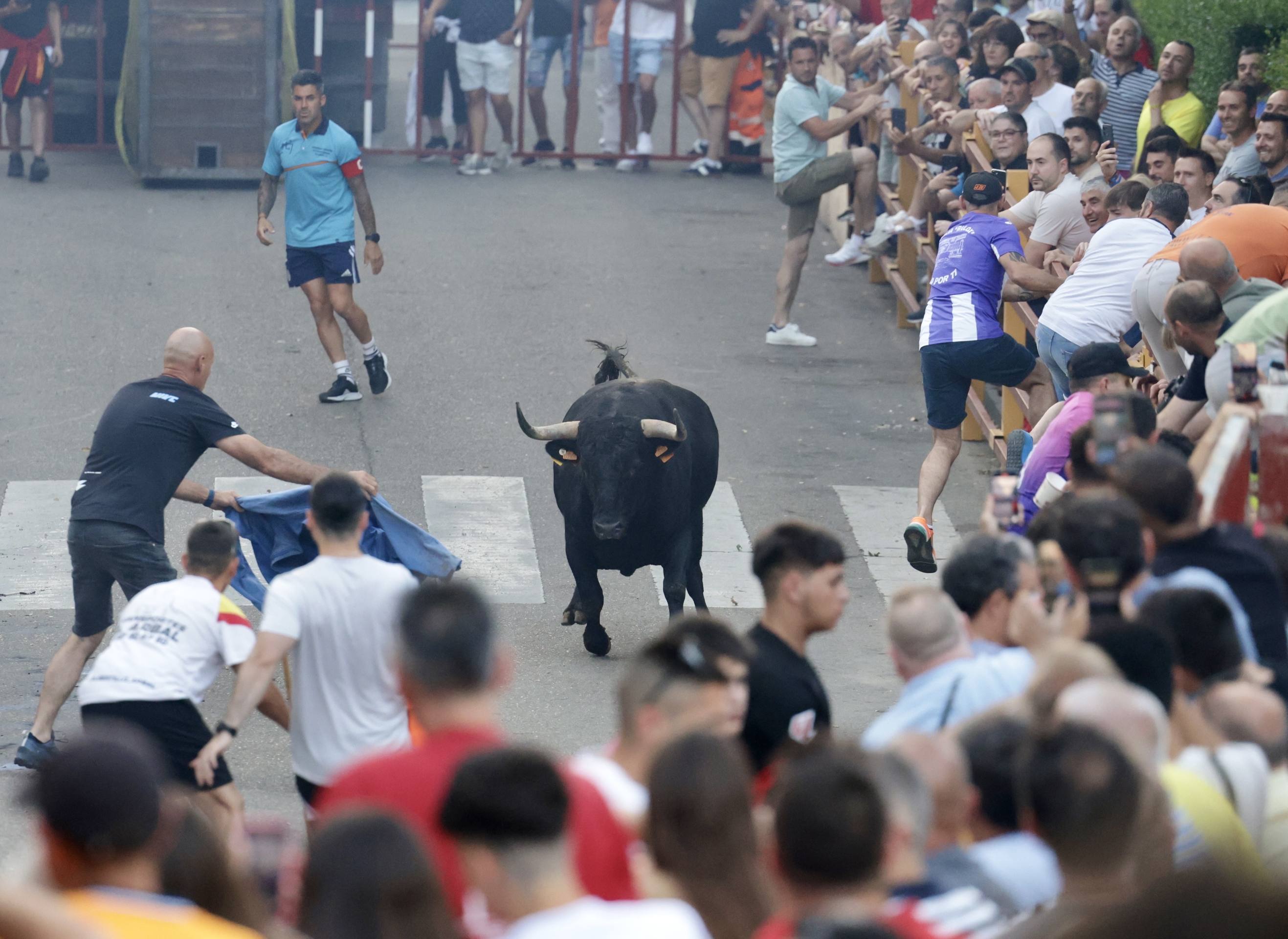 Las imágenes del Toro de las Peñas de Zaratán