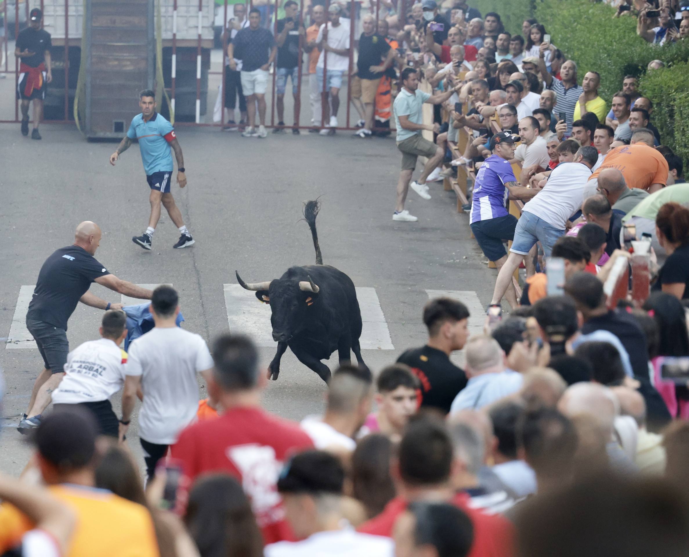Las imágenes del Toro de las Peñas de Zaratán