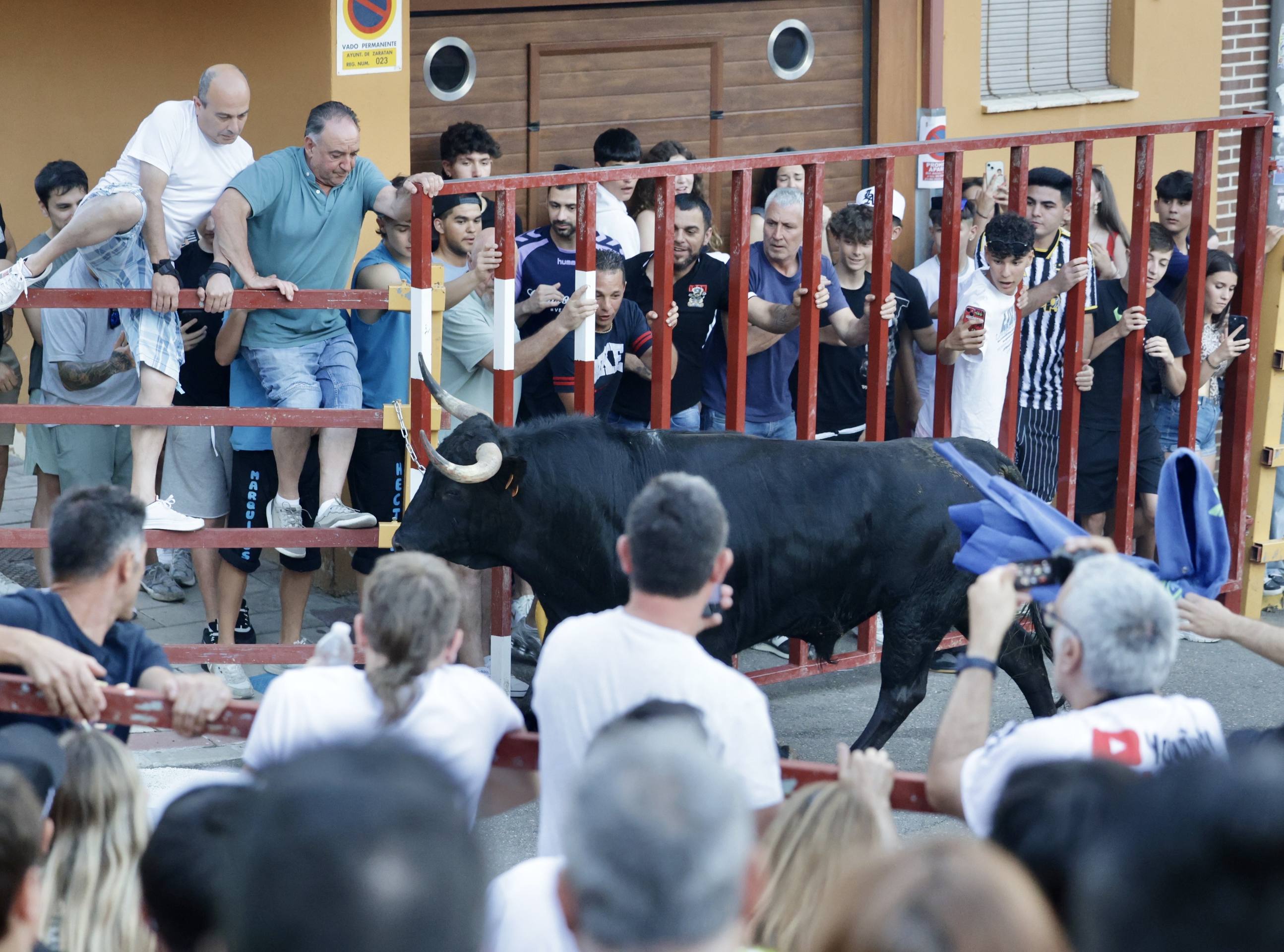 Las imágenes del Toro de las Peñas de Zaratán