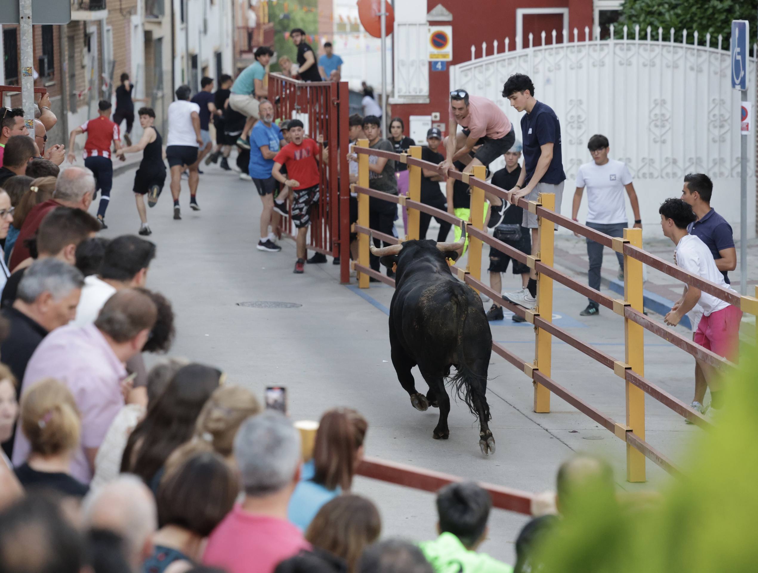 Las imágenes del Toro de las Peñas de Zaratán
