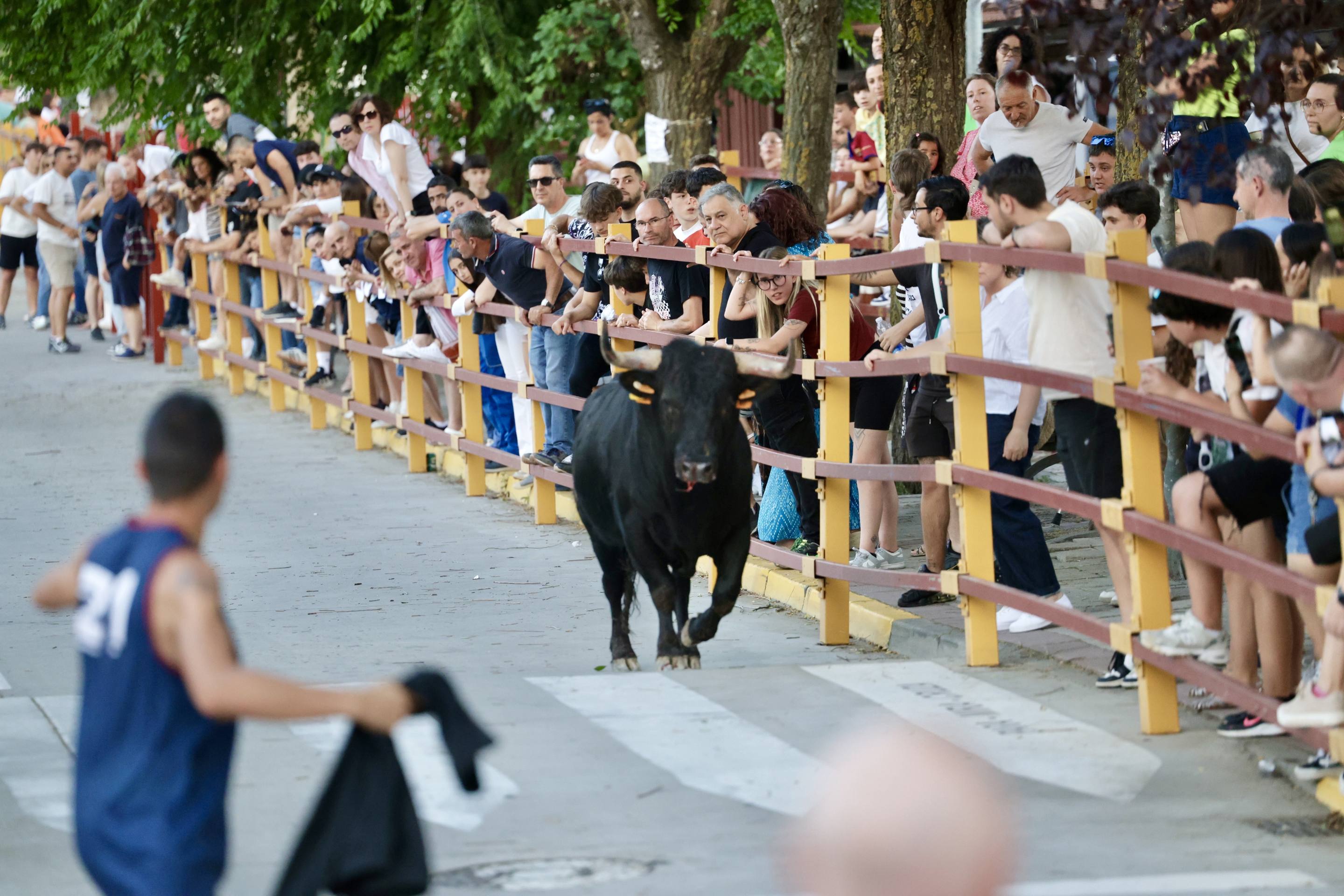 Las imágenes del Toro de las Peñas de Zaratán