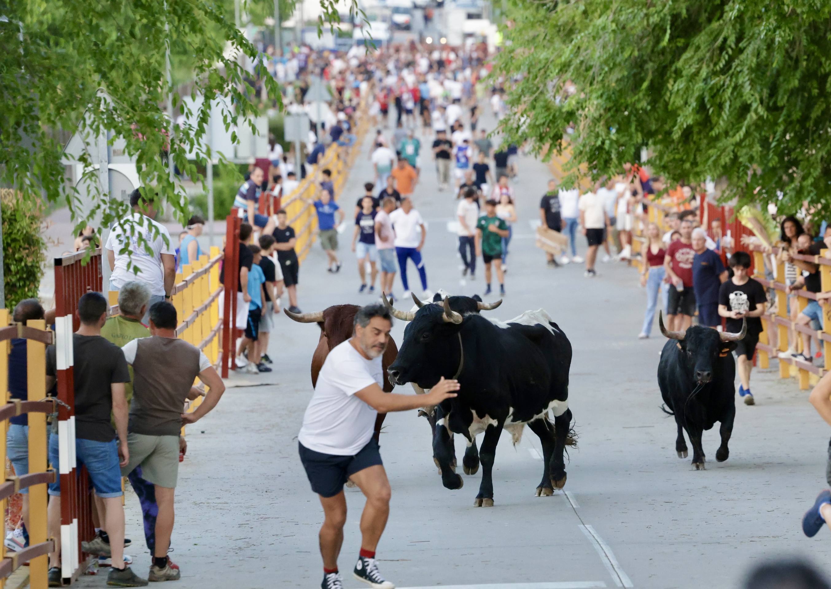 Las imágenes del Toro de las Peñas de Zaratán