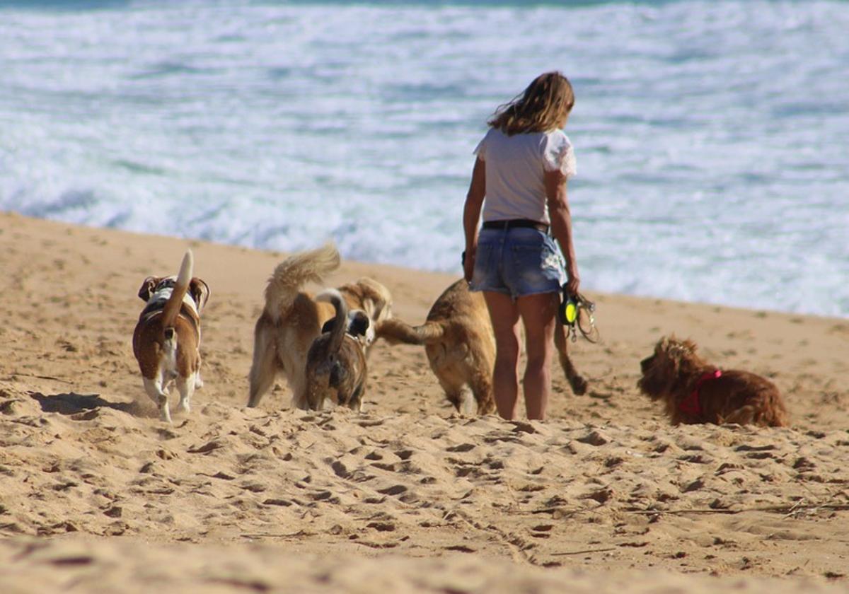 Las doce playas más cercanas a Valladolid para ir con tu perro estas vacaciones