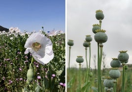 A la izquierda, flores de la adormidera crecen en una tierra cercana a la capital vallisoletana a principios de mes. A la derecha, las mismas plantas en la actualidad.