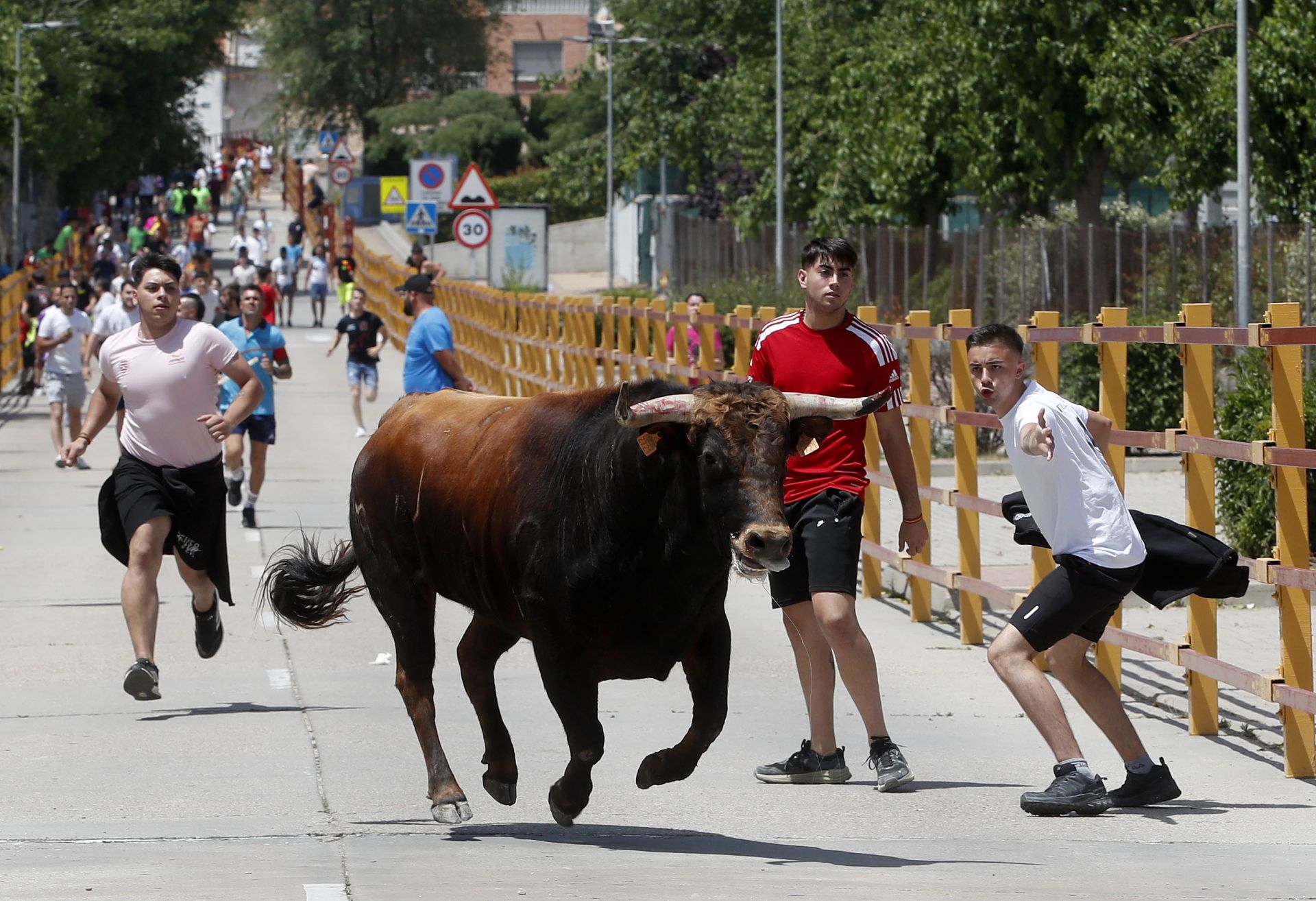 Encierro en Zaratán el día del Corpus