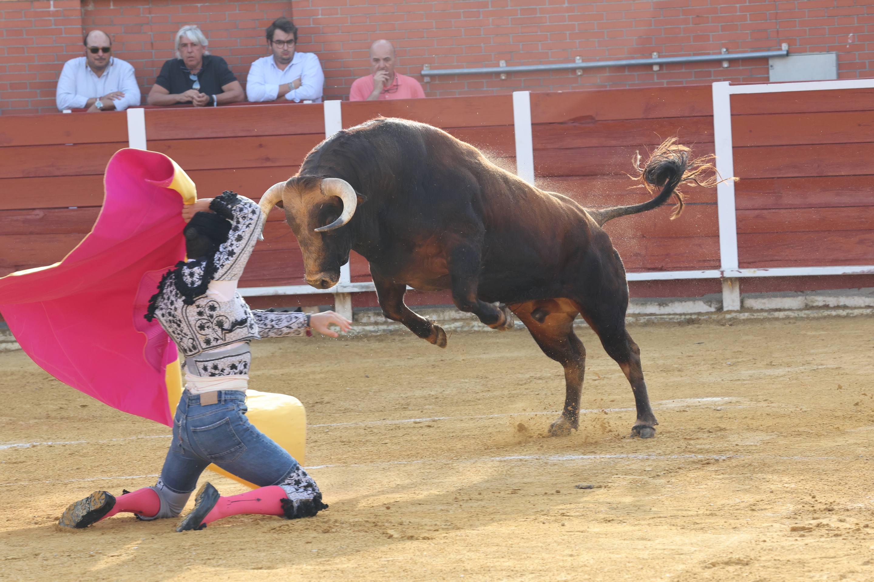 La novillada en Nava del Rey, en imágenes