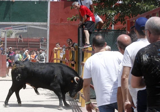 Encierro del Corpus en Zaratán.