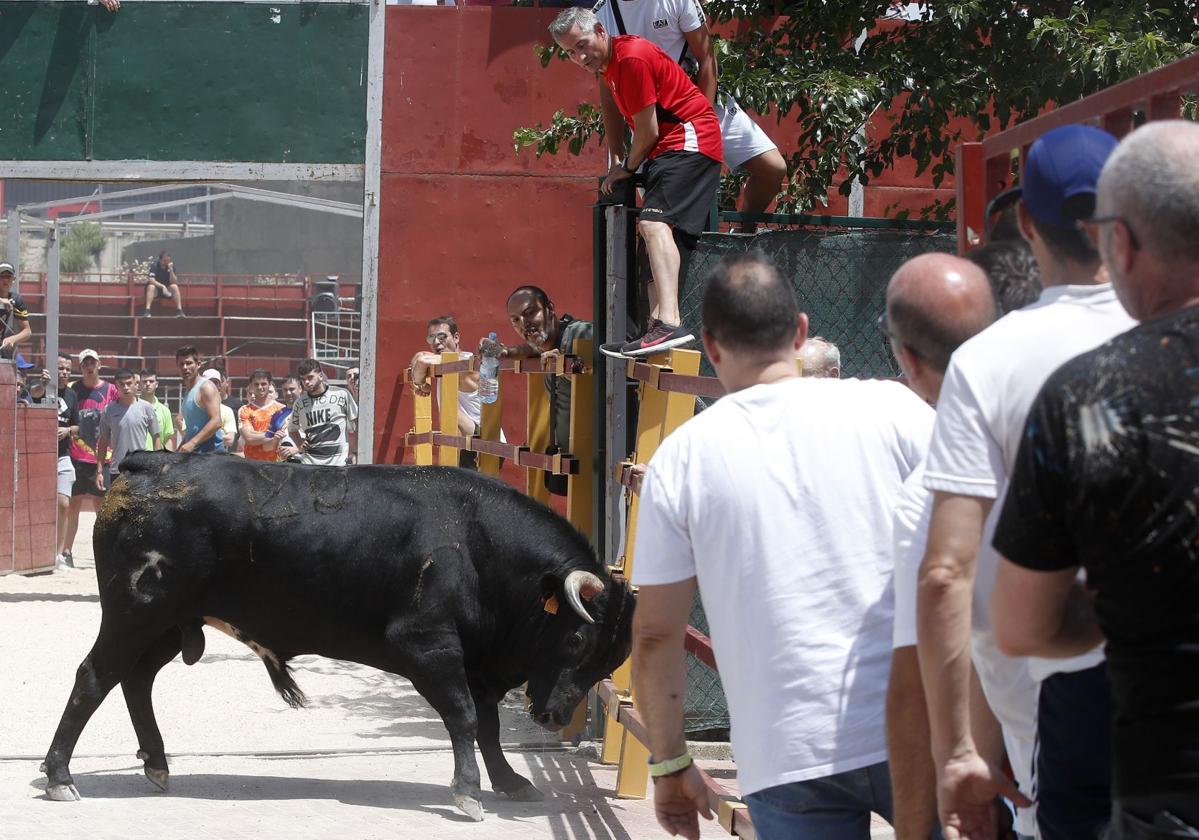 Encierro del Corpus en Zaratán.