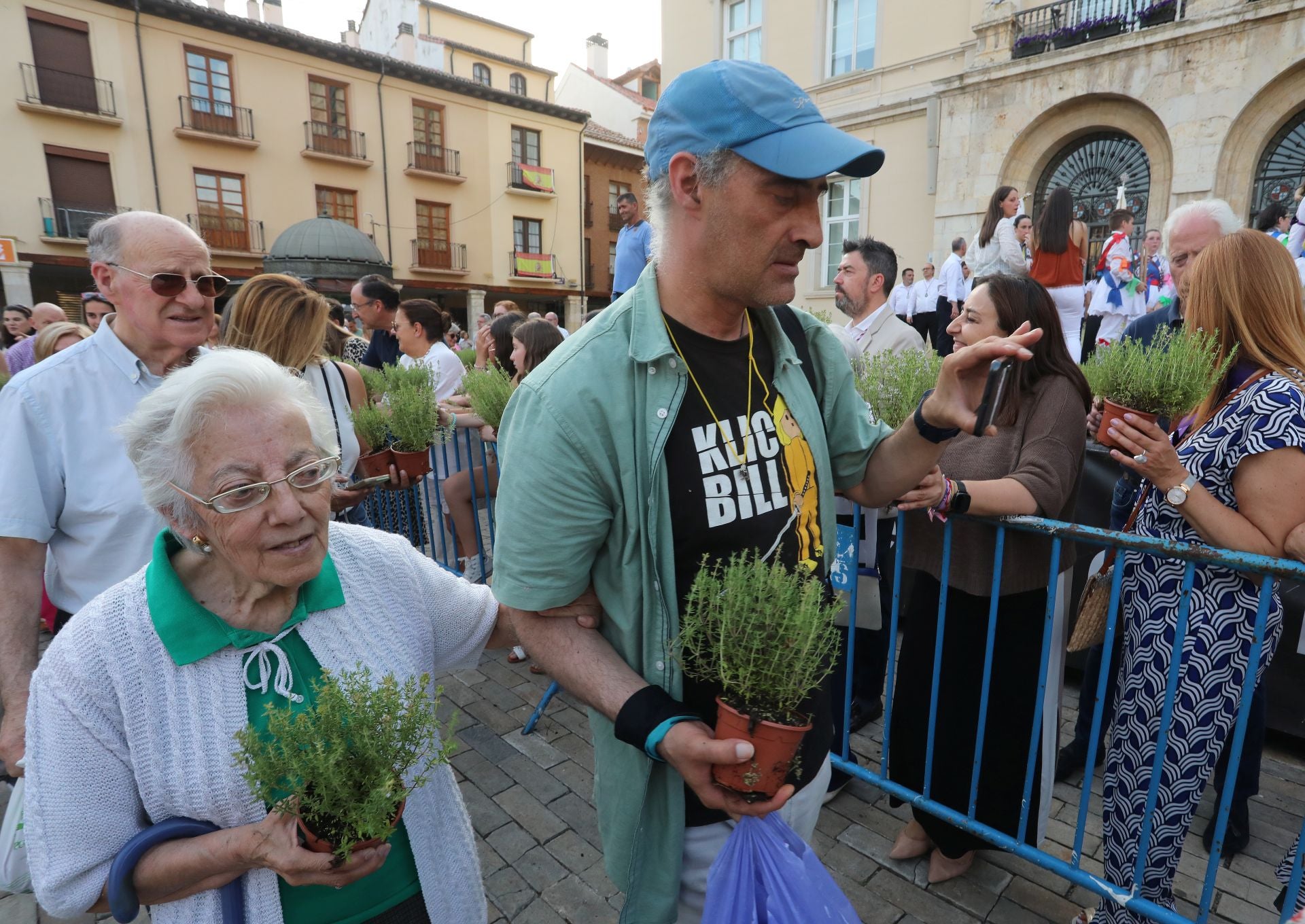 Miles de plantas de tomillo para festejar San Juan en Palencia