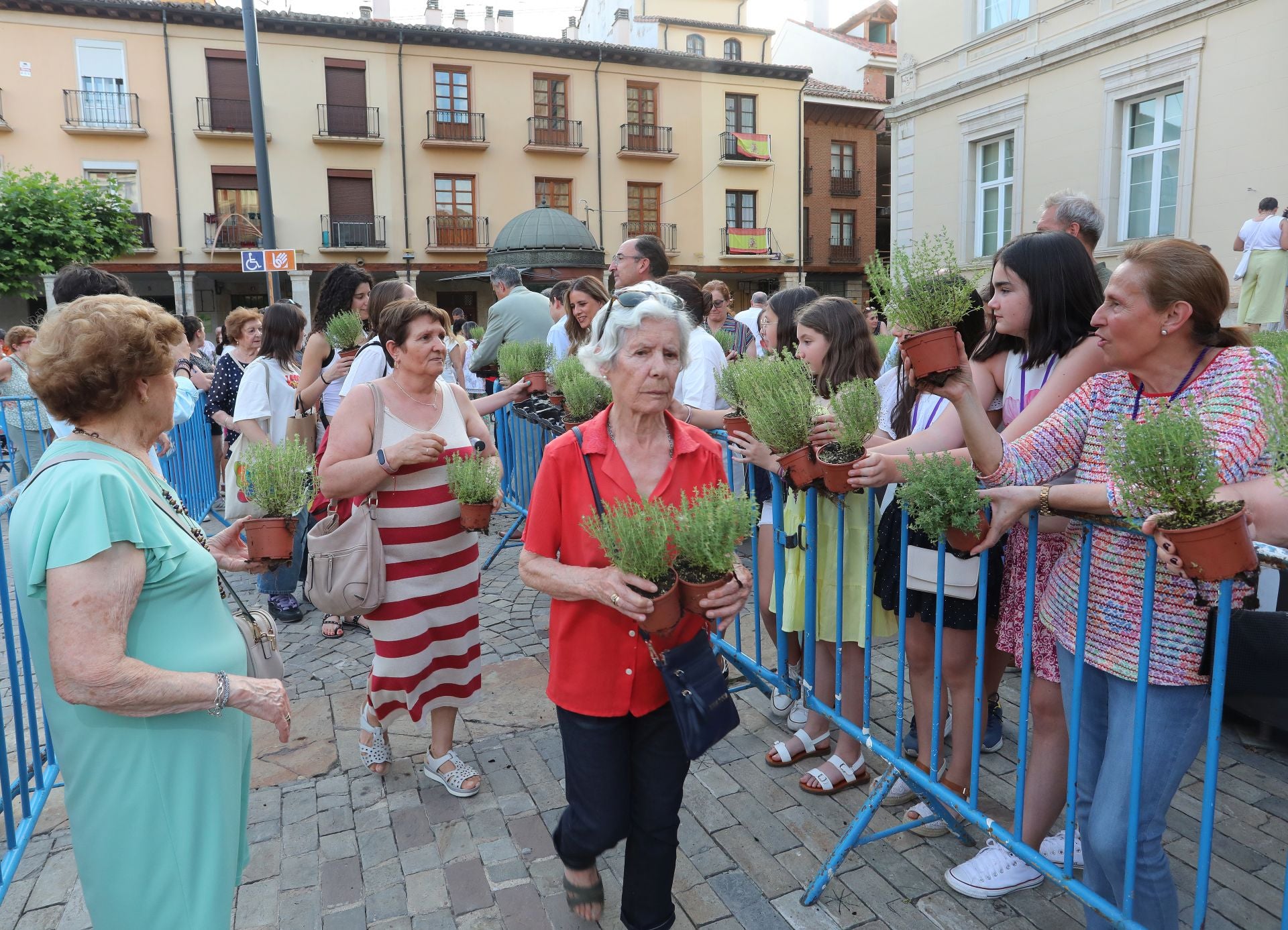 Miles de plantas de tomillo para festejar San Juan en Palencia