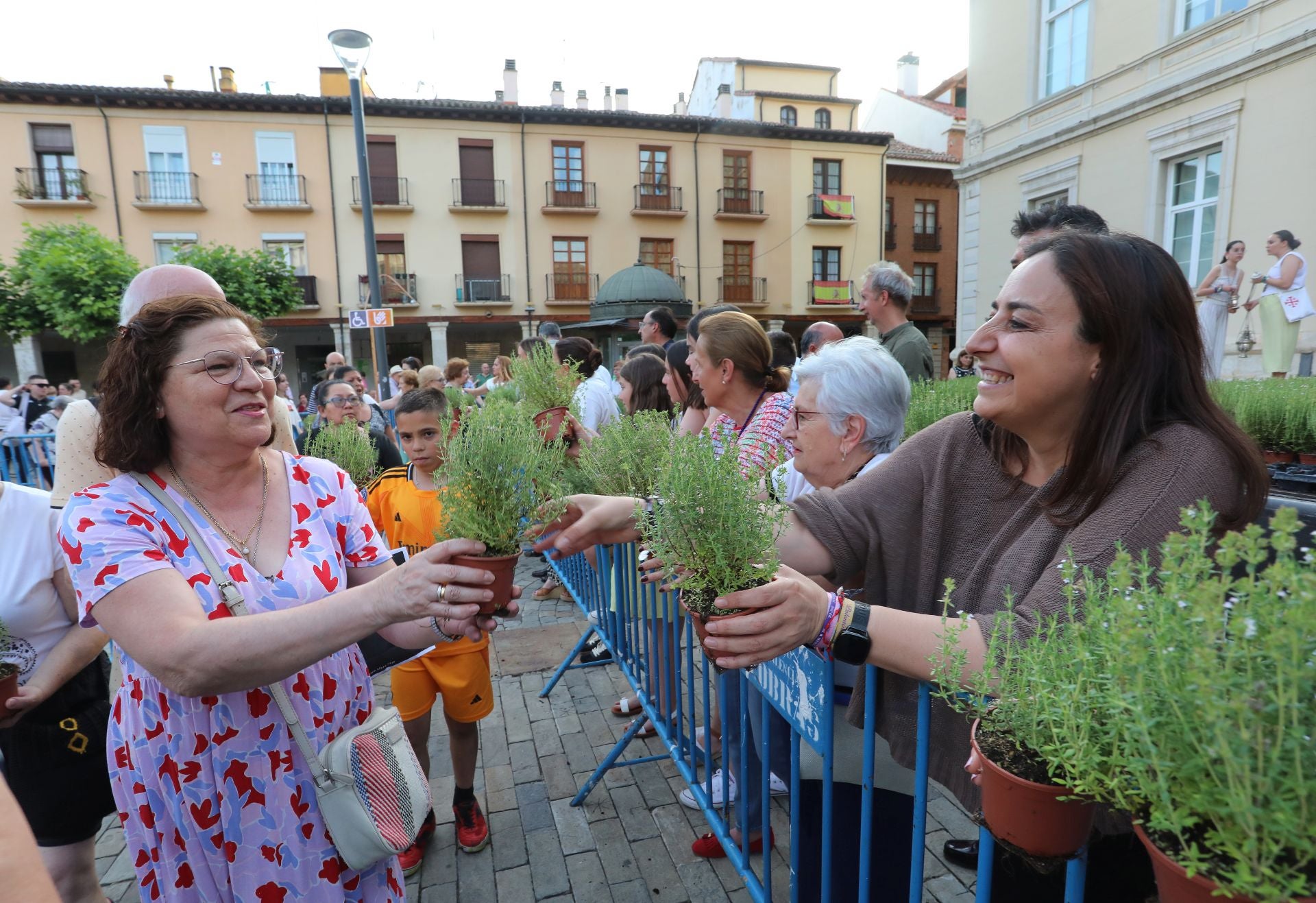 Miles de plantas de tomillo para festejar San Juan en Palencia