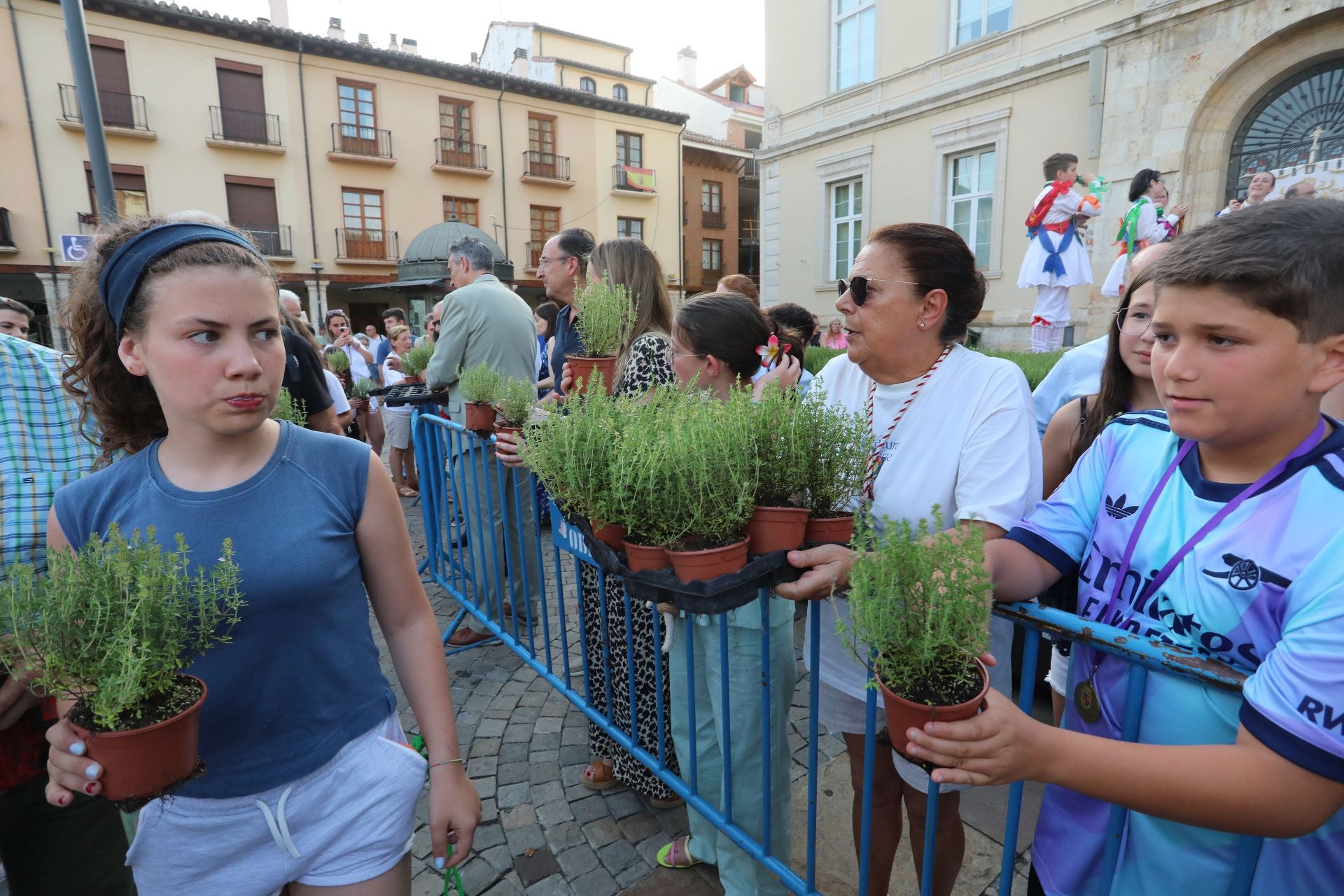 Miles de plantas de tomillo para festejar San Juan en Palencia