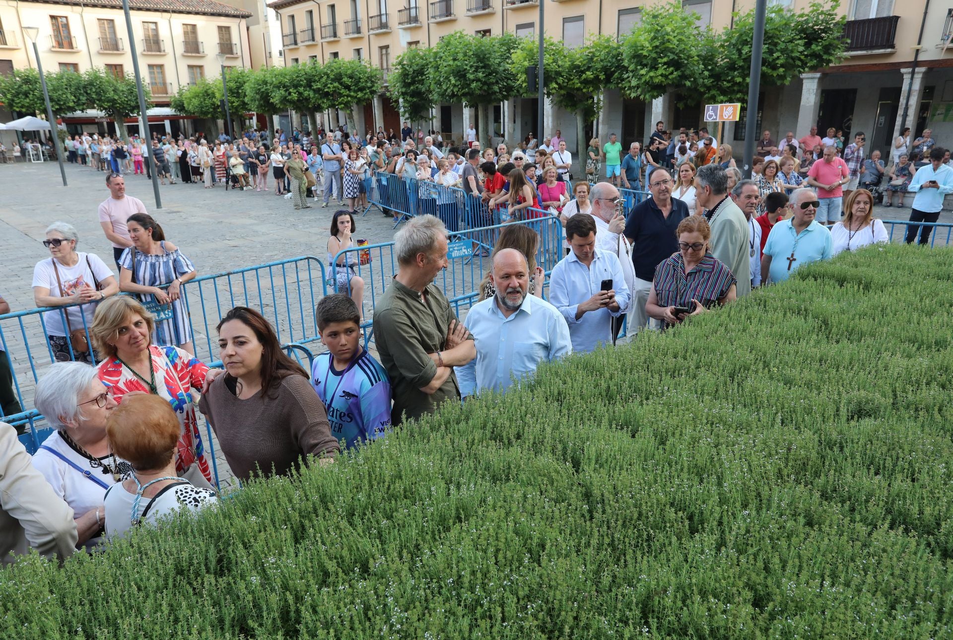 Miles de plantas de tomillo para festejar San Juan en Palencia
