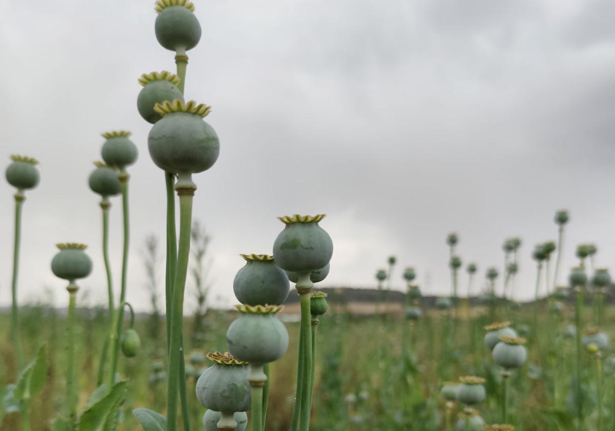 Las cápsulas de las plantas una vez cae la flor.