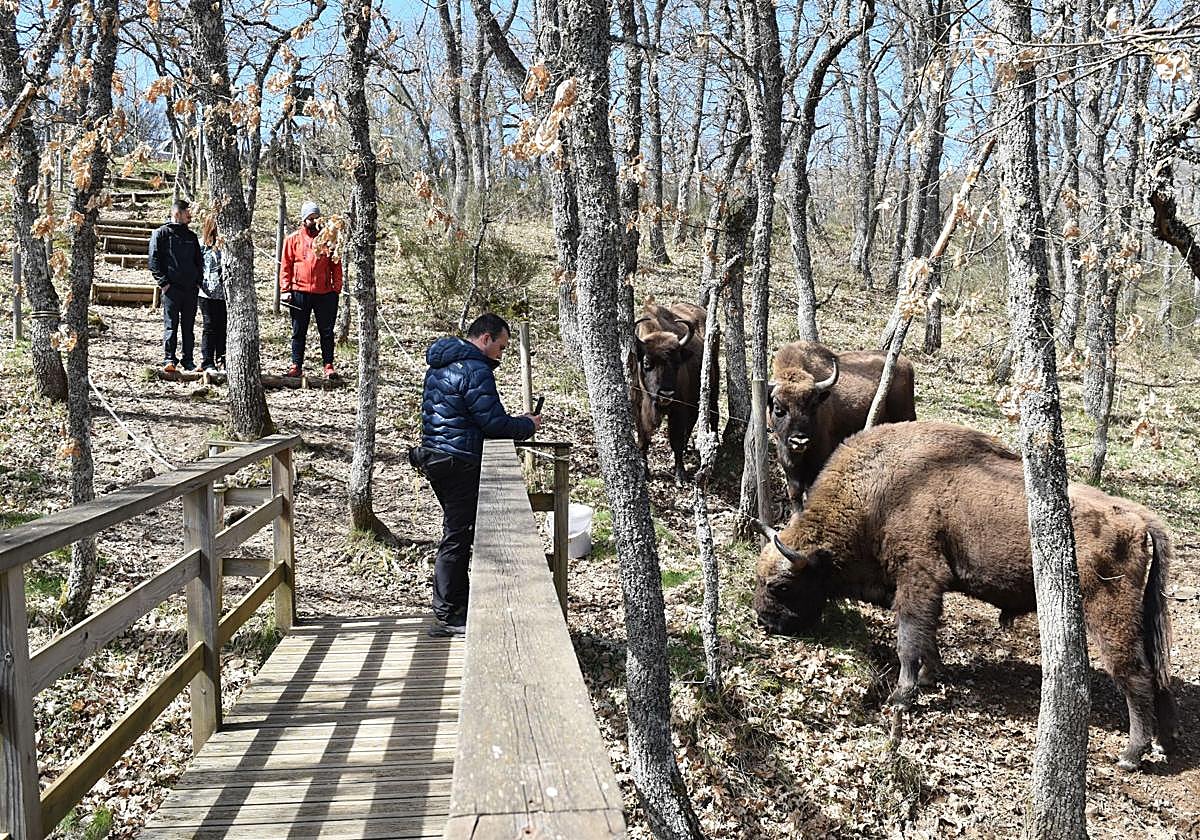 La Reseva de Bisontes de San Cebrián de Mudá despierta gran interés.