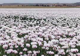Plantación de adormidera en Castilla y León.