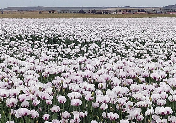 Plantación de adormidera en Castilla y León.