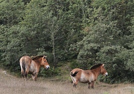 Masa forestal en la zona de San Cebrián de Mudá.