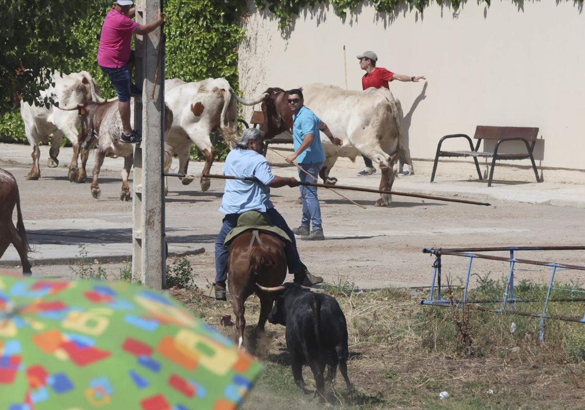 Imágenes del encierro del sábado en Siete Iglesias