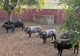 Toros de la ganadería de Partido de Resina, antes de embarcar.