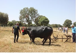 Durante la inauguración de arado tradicional
