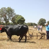 Duarante la inauguración de arado tradicional
