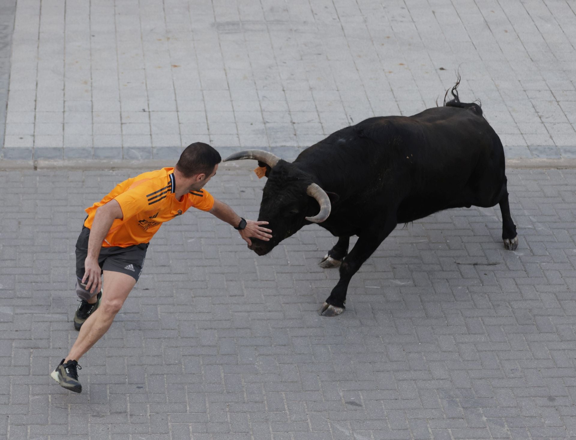 El Toro del cajón de Traspinedo, en imágenes