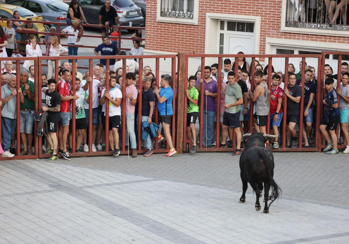 Un utrero de capa negra con ímpetu y rápidas embestidas abre los encierros en Traspinedo