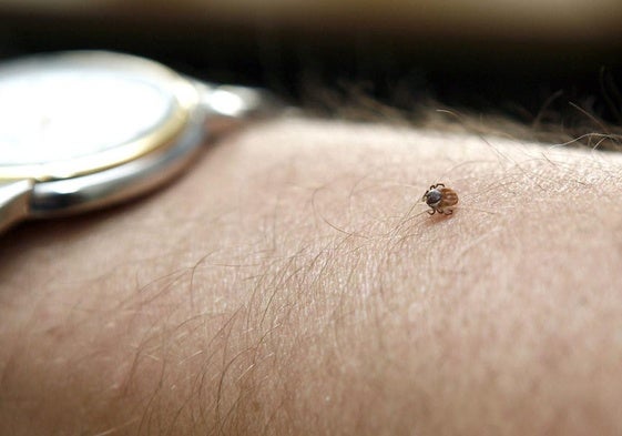 Una garrapata, en el brazo de una persona en una imagen de archivo.