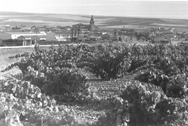 Un campo de vides con el municipio de Serrada al fondo.
