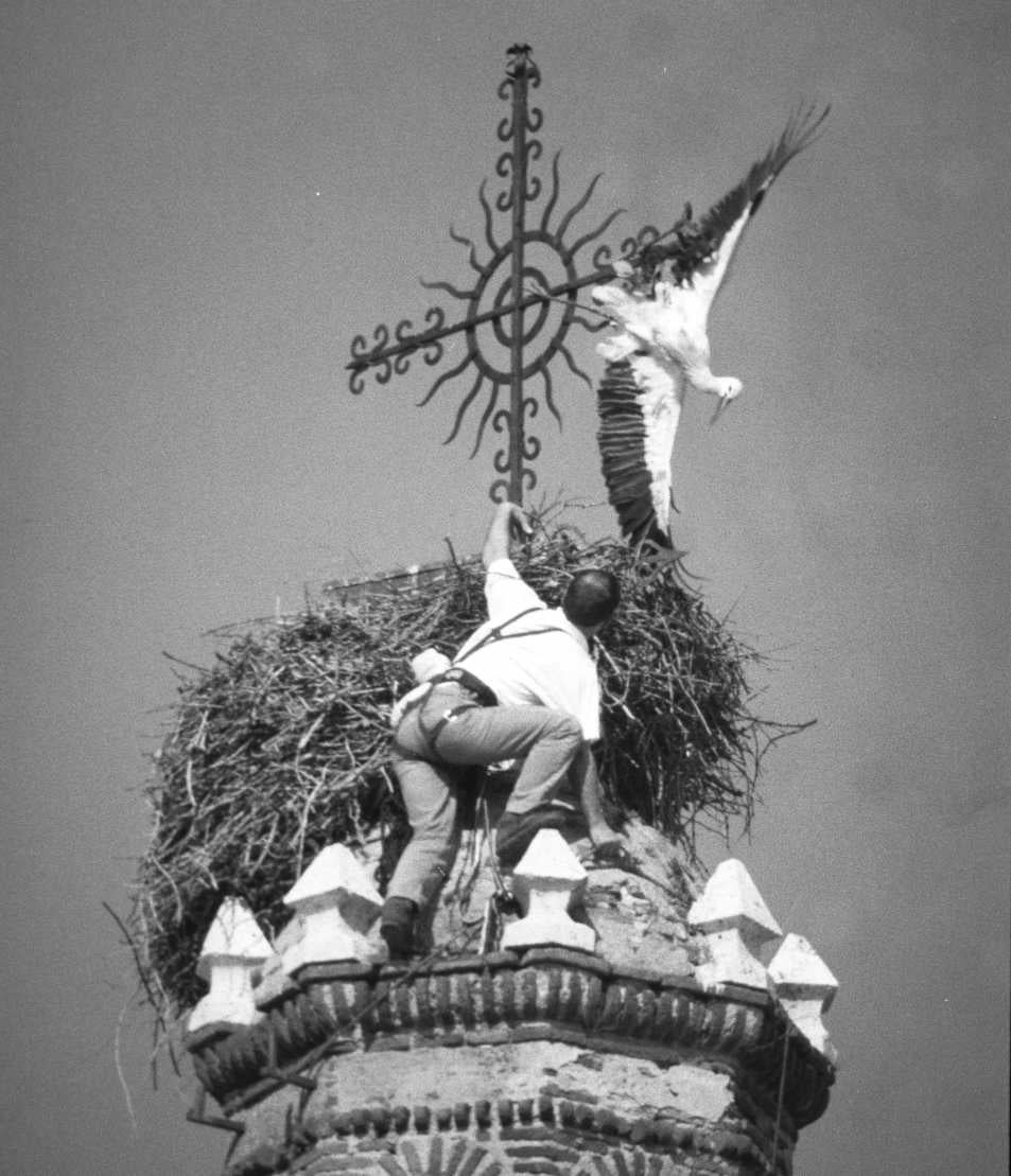 Rescate de una cigüeña enganchada en la veleta de la torre de la iglesia de Serrada. 3 de marzo de 1997.