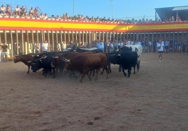 Traspinedo despide sus fiestas con la suelta de todo el ganado por las calles