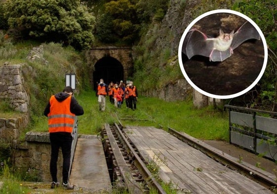 Murciélagos en uno de los túneles de La Fregeneda.