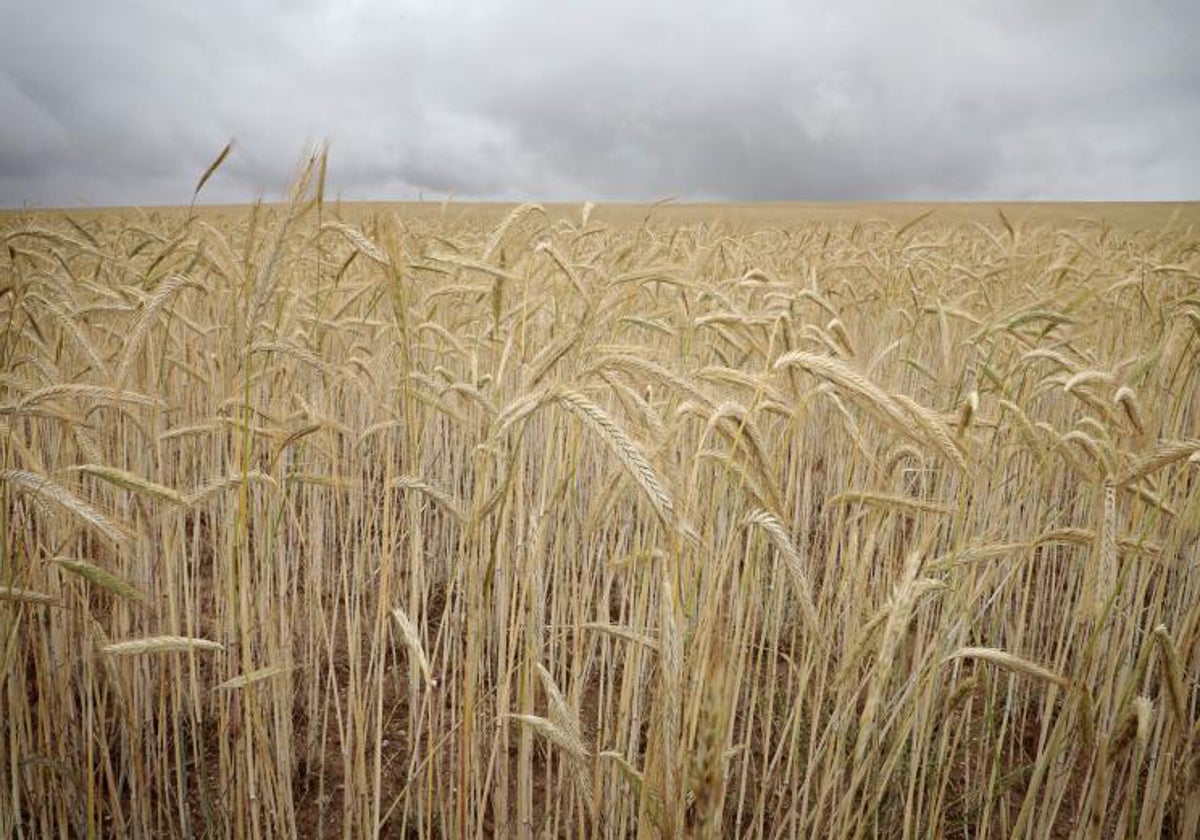 COAG valora que la UE recorte las importaciones de cereal Ucrania